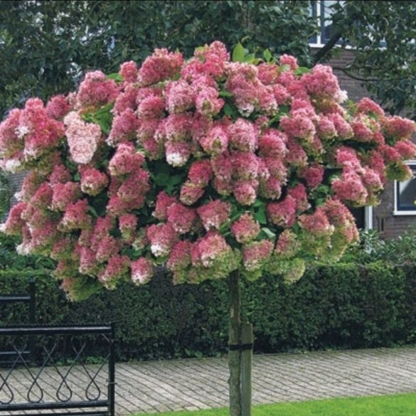 Magastörzsű Bugás hortenzia - Hydrangea paniculata ‘Sundae Fraise’ 