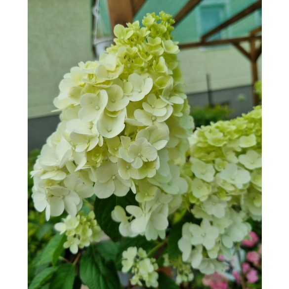 Magastörzsű Bugás hortenzia - Hydrangea paniculata ‘Sundae Fraise’ 