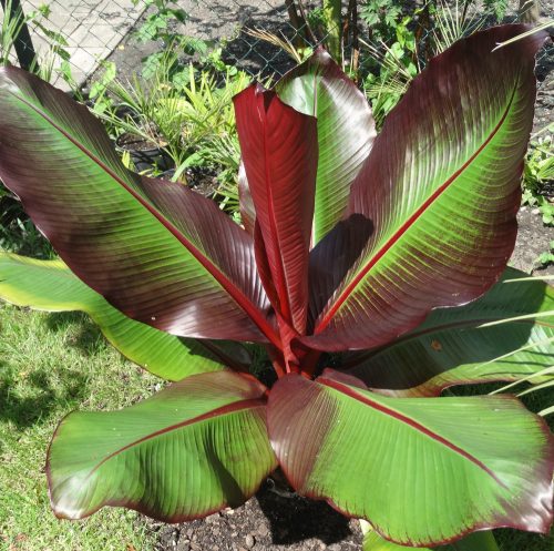  Vörös levelű banán -  Ensete ventricosum ‘Maurelli’ 