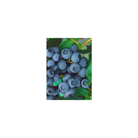 Magasbokrú kék áfonya - Vaccinium corymbosum 'Bluejay' 