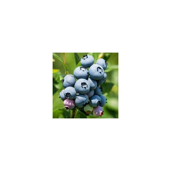 Óriás kék áfonya - Vaccinium corymbosum 'Jersey'