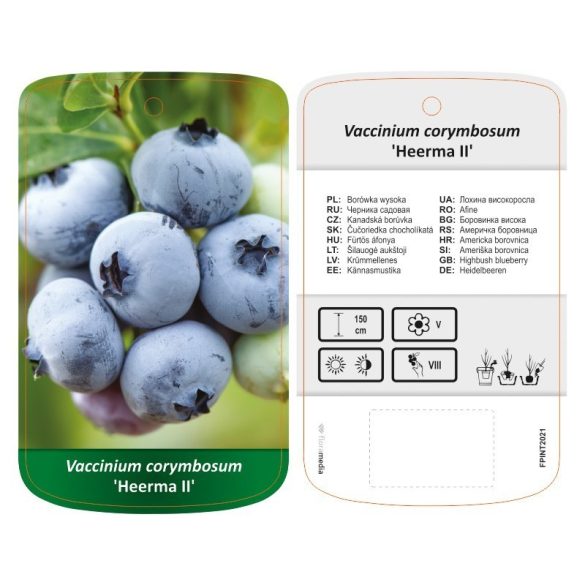 Kék áfonya - Vaccinium corymbosum 'Heerma II' 